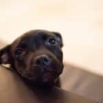 Cute Staffie Puppy