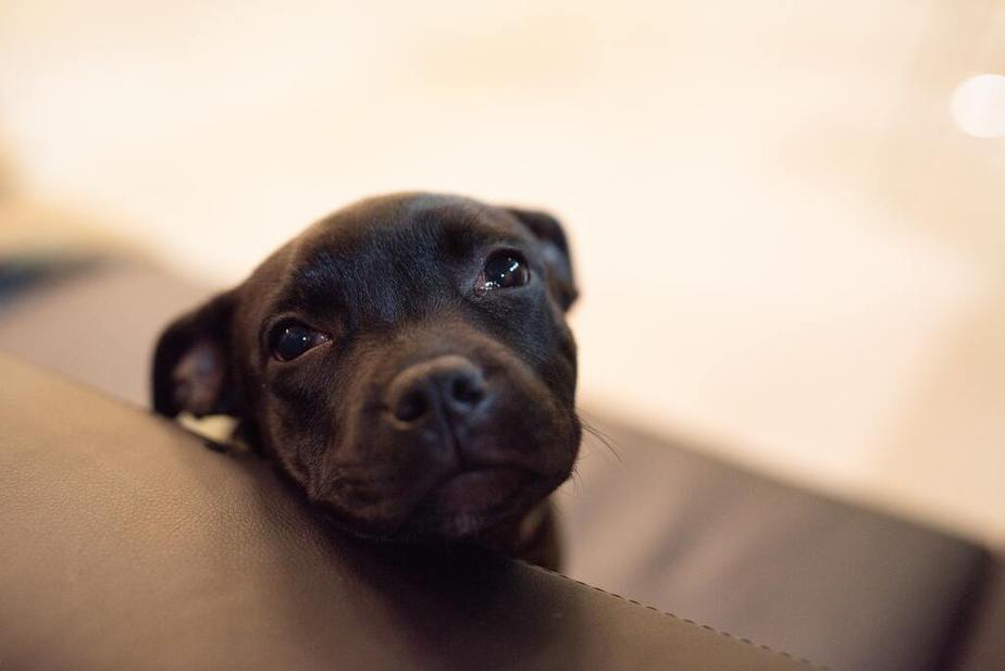 Training the Ultimate Companion: Building a Strong Bond with Your Staffordshire Bull Terrier