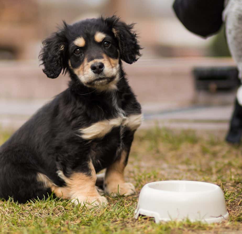 Why Won’t My Puppy Eat From His Bowl? [Top 6 Reasons] – Successful Pets
