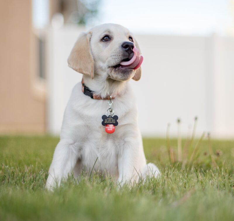 Cracking the Code: Decoding Your Dog’s Calming Signals