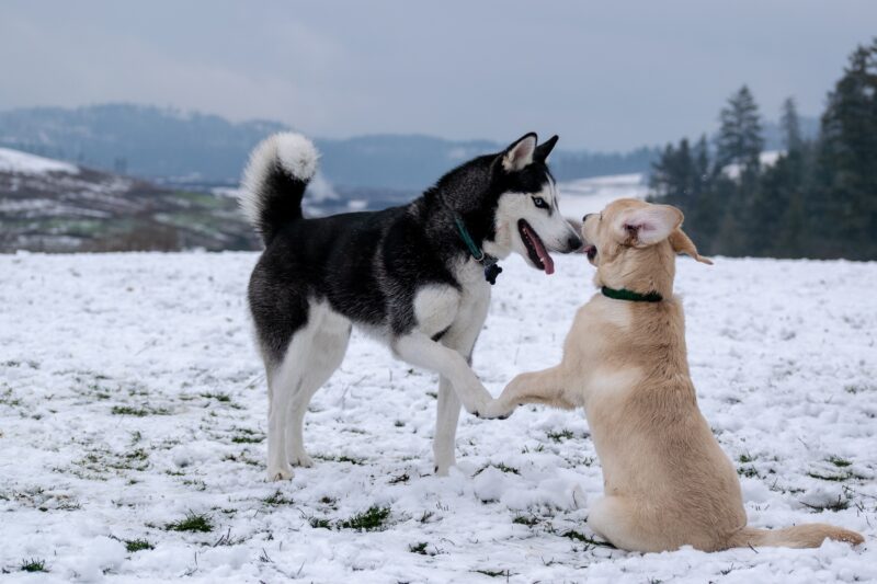 Beyond Barks: Uncovering the Hidden Ways Dogs Communicate